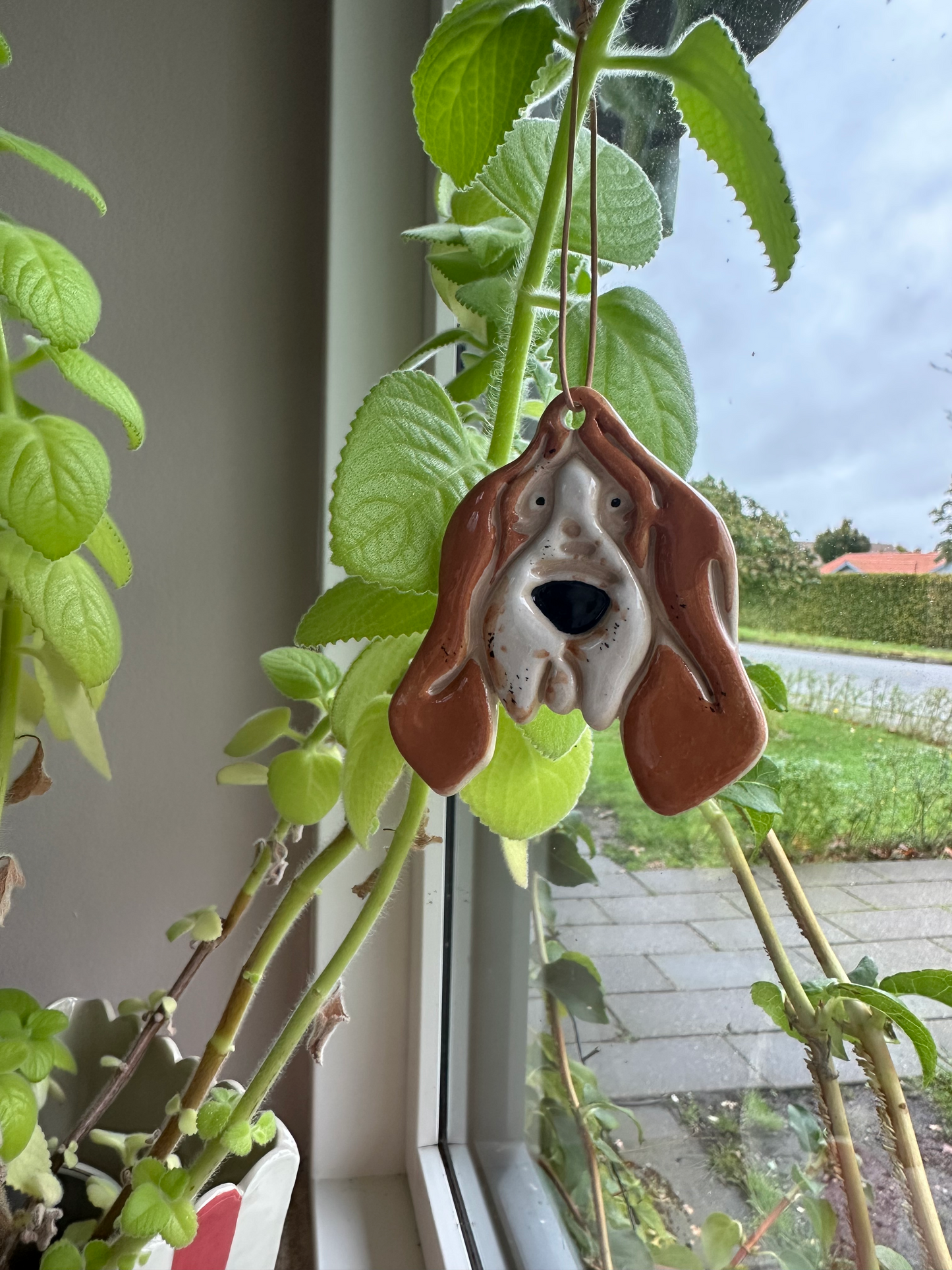 Basset hound - flere varianter